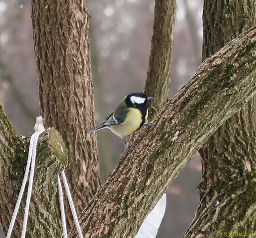 Parus major Linnaeus, 1758