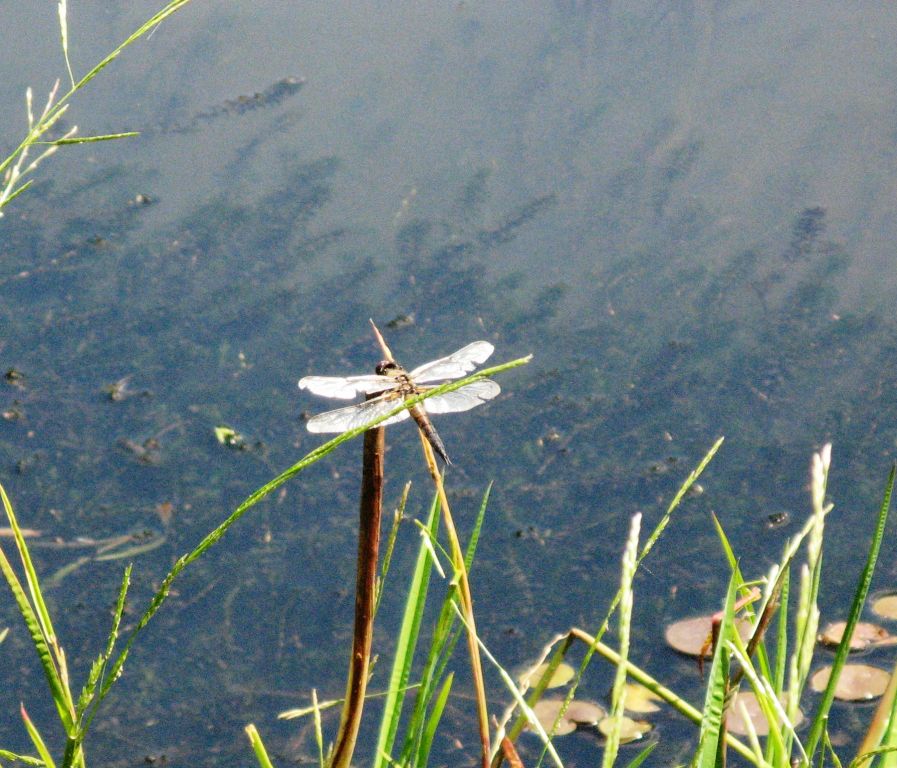 Libellula quadrimaculata Linnaeus, 1758