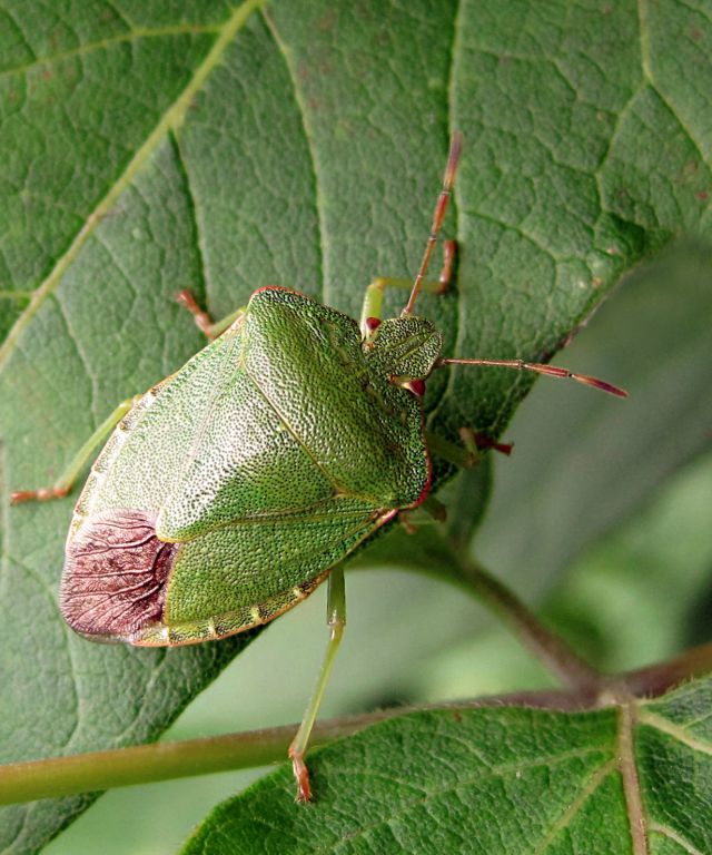 Palomena prasina (Linnaeus, 1761)
