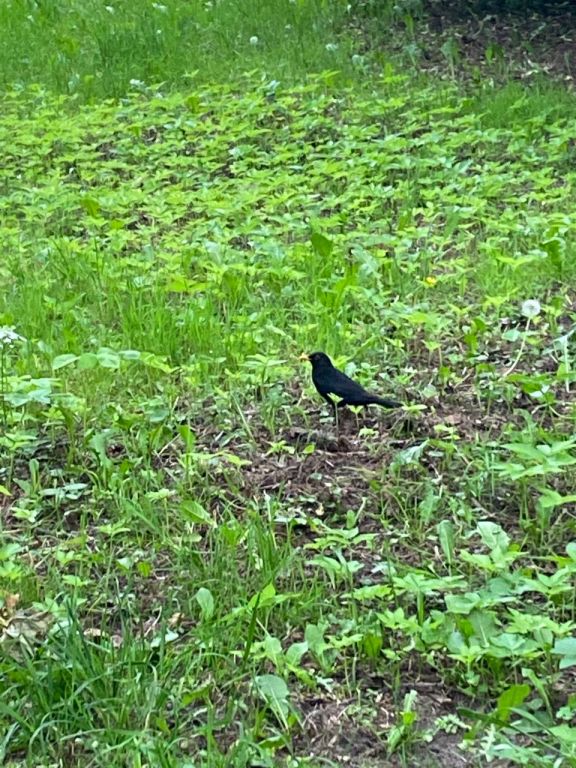 Turdus merula Linnaeus, 1758