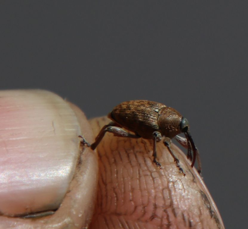 Curculio glandium Marsham, 1802