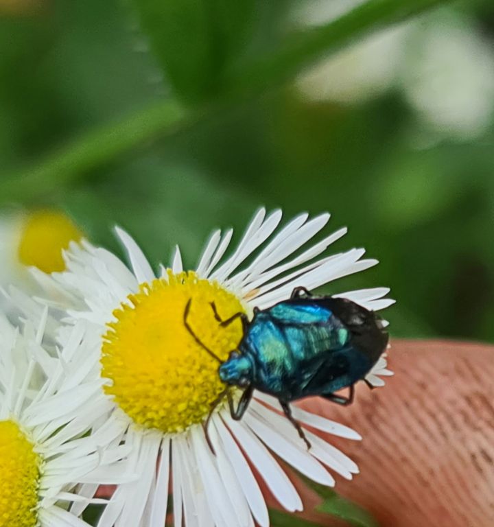 Zicrona caerulea (Linnaeus, 1758)