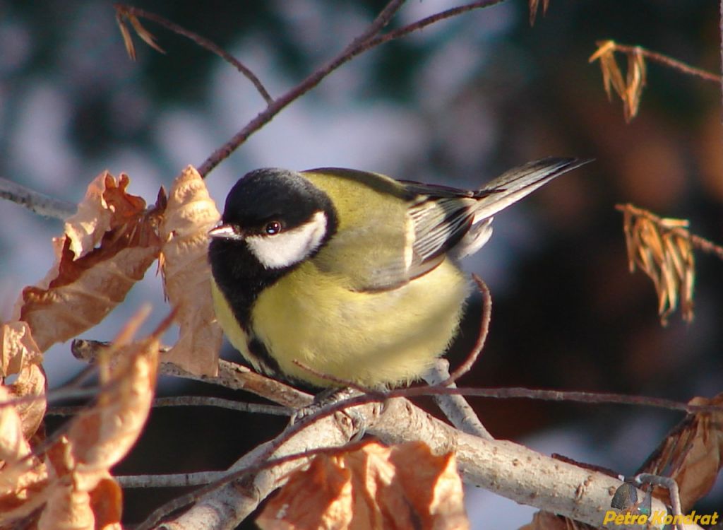 Parus major Linnaeus, 1758