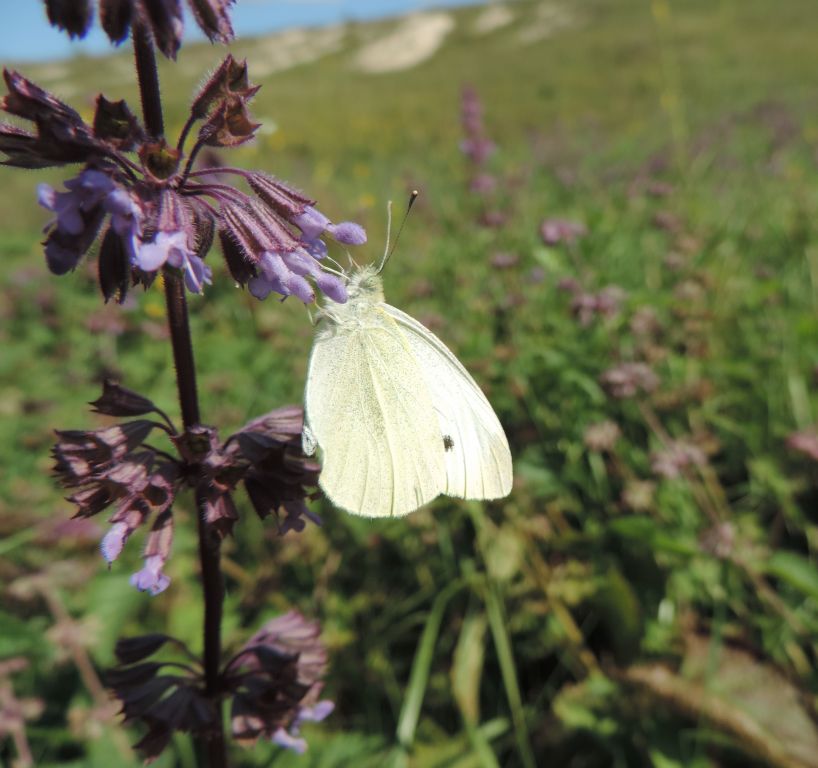 Pieris rapae (Linnaeus, 1758)