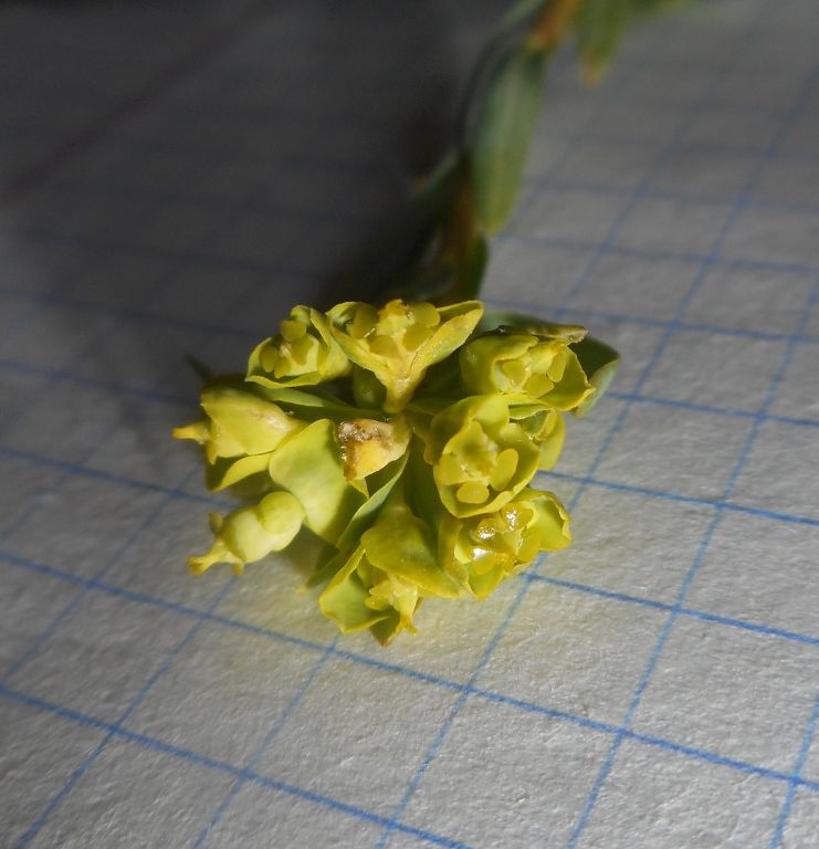 Euphorbia falcata L.