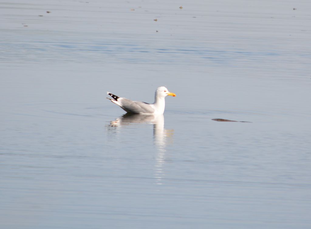 Larus cachinnans Pallas, 1811