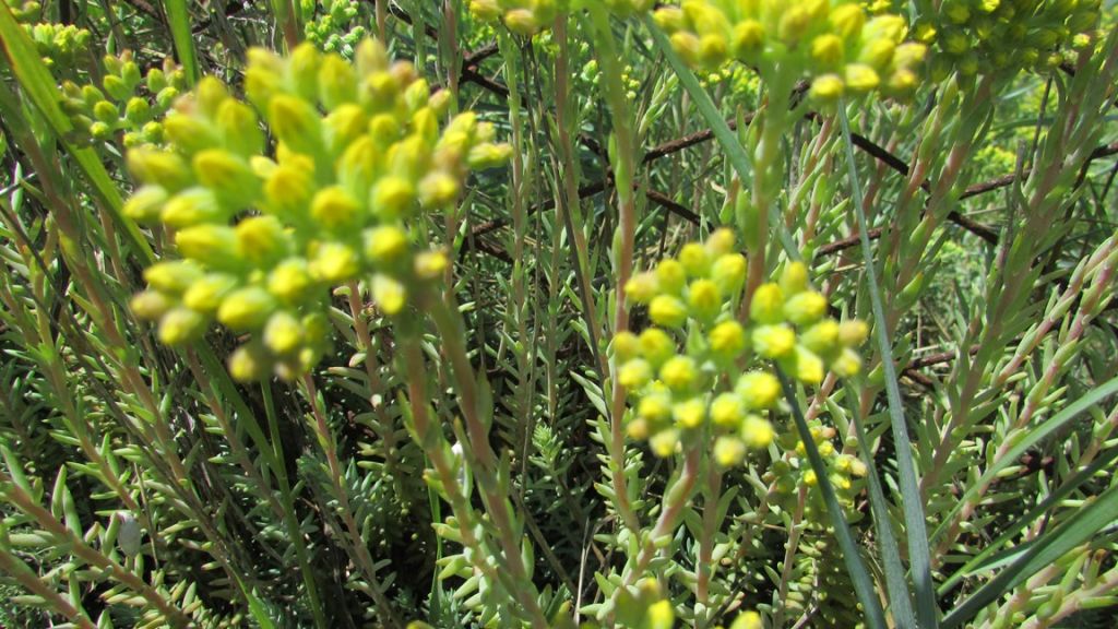 Petrosedum rupestre (L.) P.V.Heath