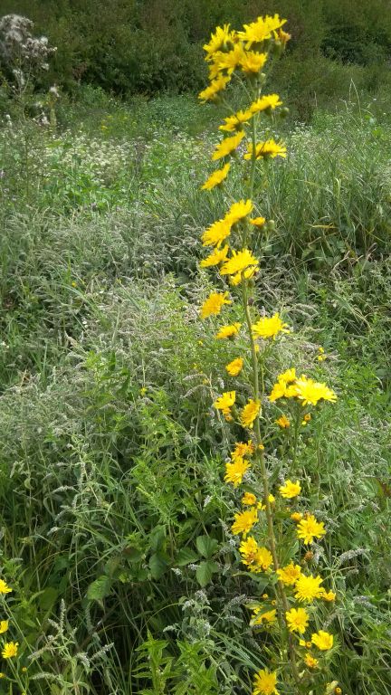 Hieracium L.