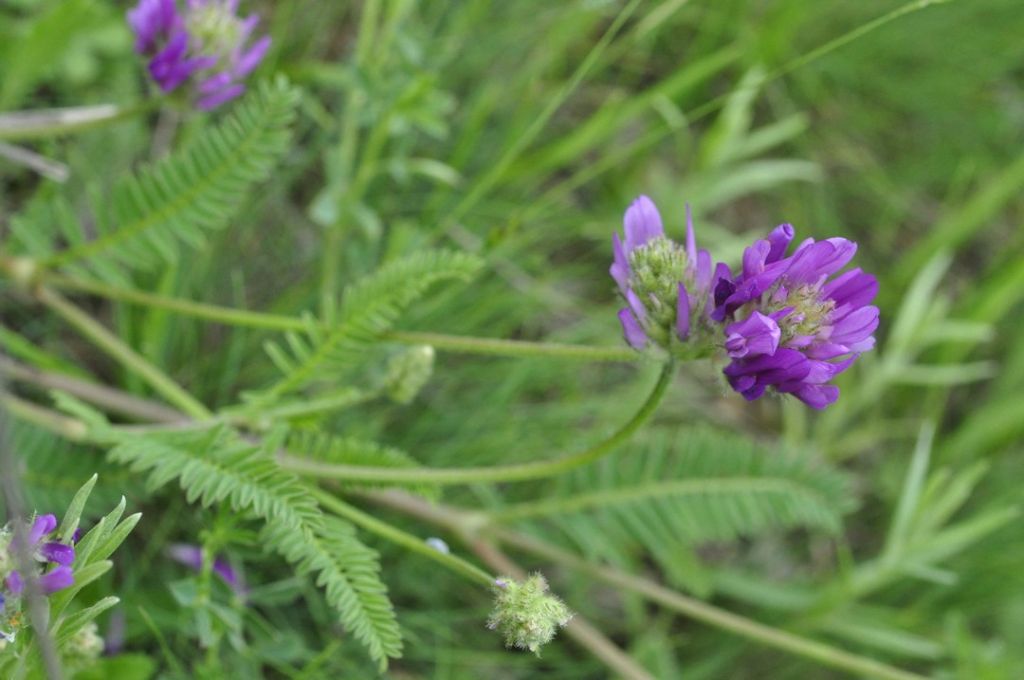 Astragalus onobrychis L.