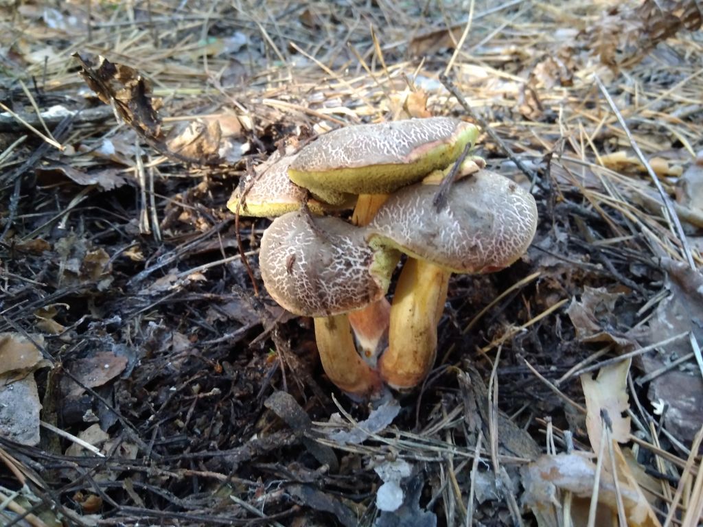 Xerocomellus chrysenteron (Bull.) Šutara