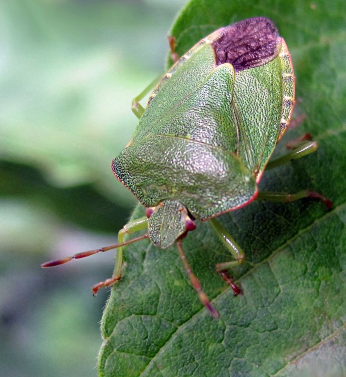 Palomena prasina (Linnaeus, 1761)
