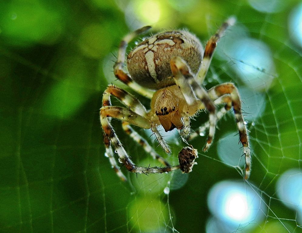 Araneus diadematus Clerck, 1757