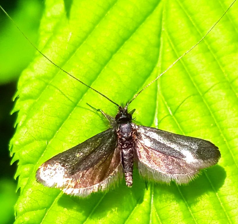 Adela reaumurella (Linnaeus, 1758)