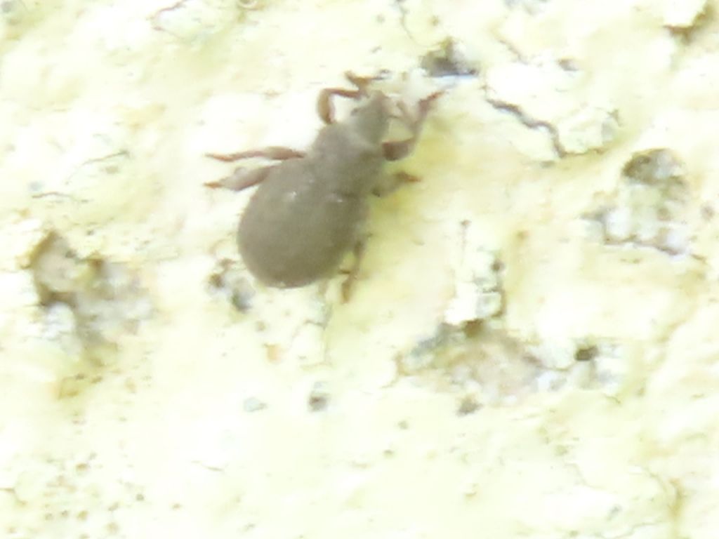Trachyphloeus Germar, 1817