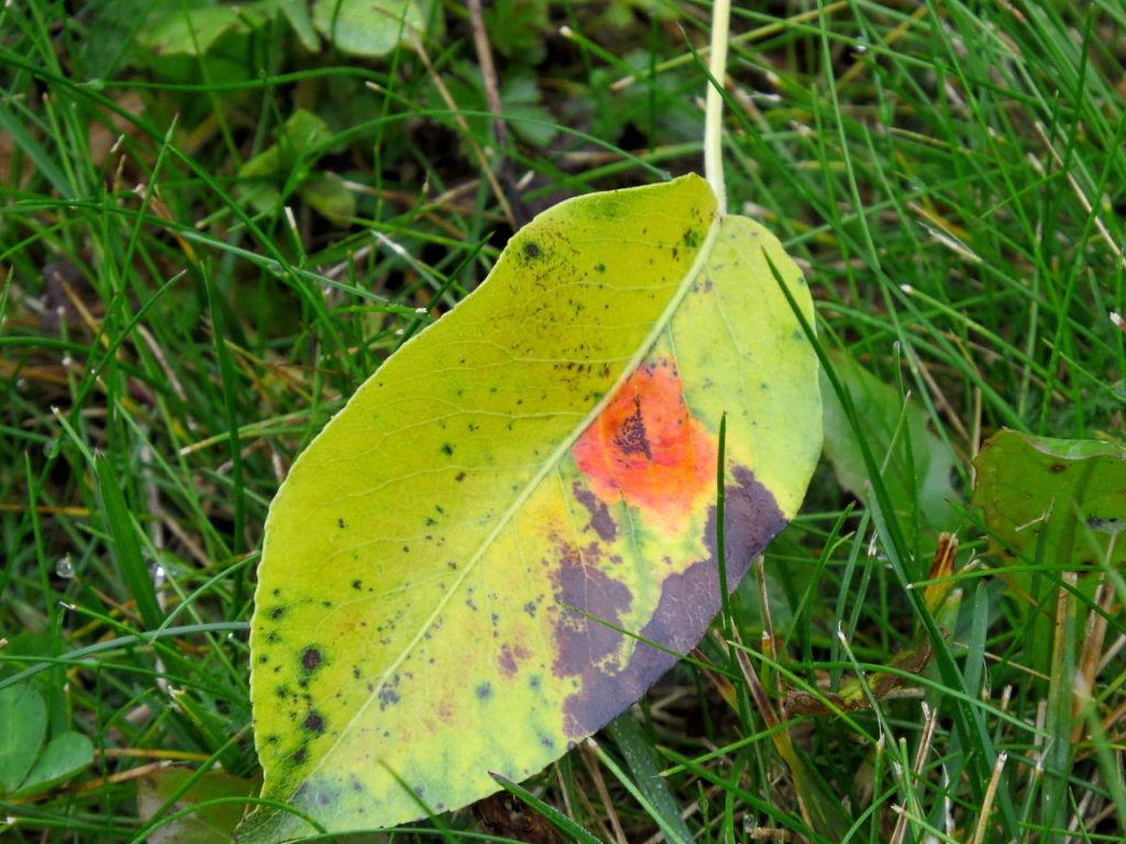 Gymnosporangium sabinae (Dicks.) G.Winter