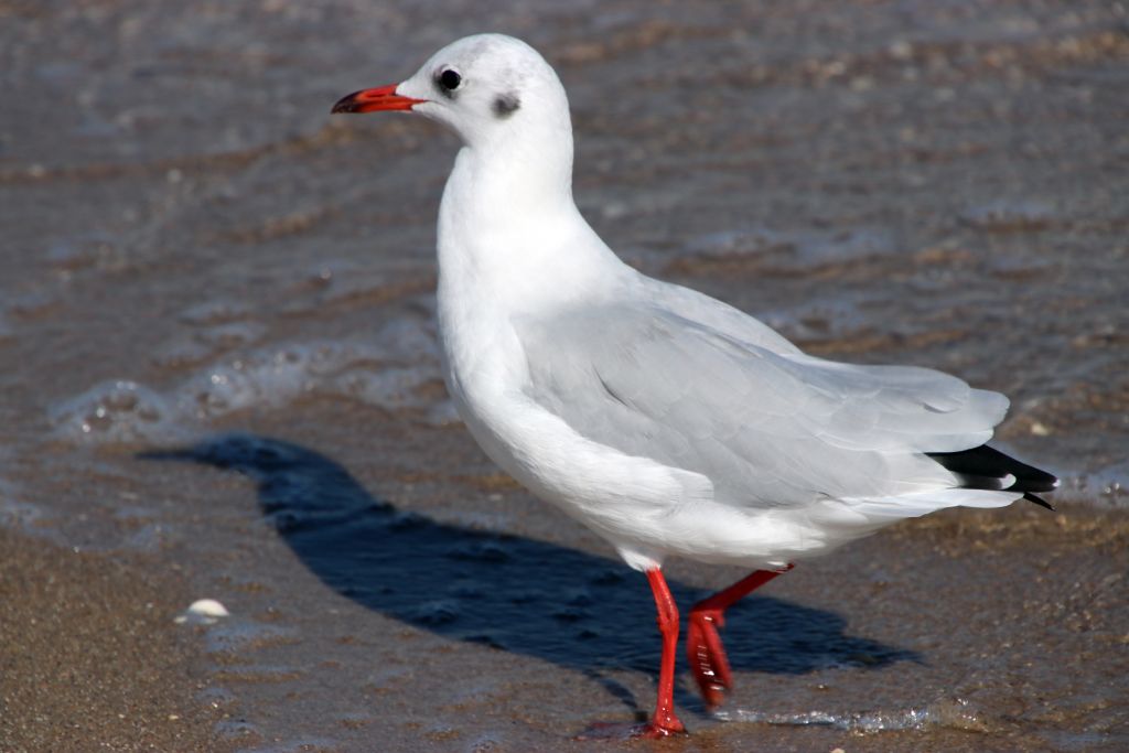 Chroicocephalus ridibundus (Linnaeus, 1766)