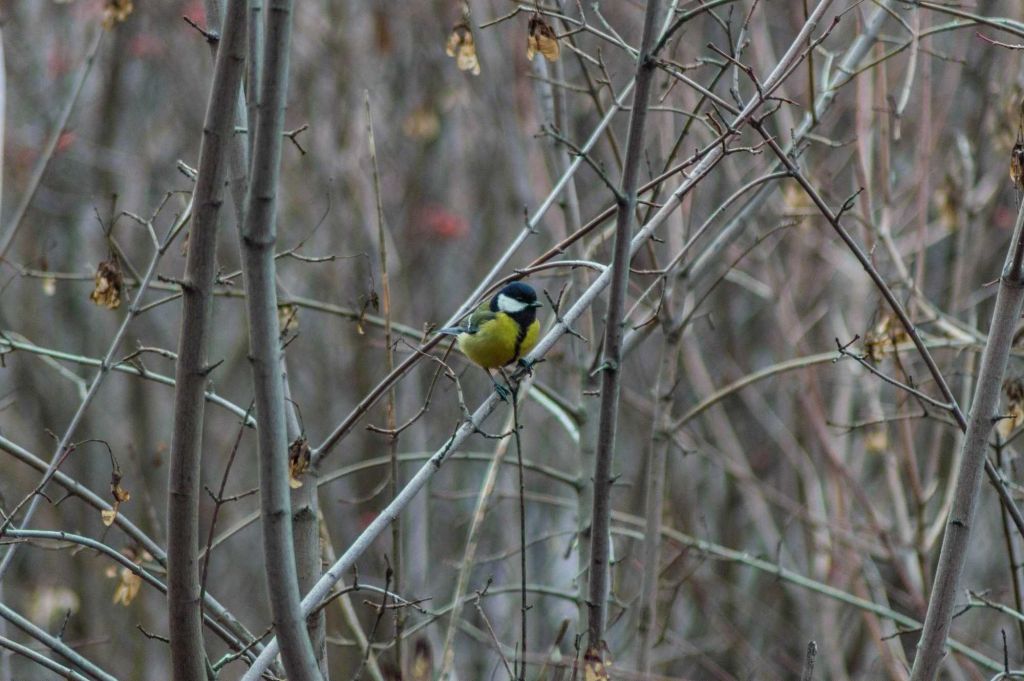 Parus major Linnaeus, 1758