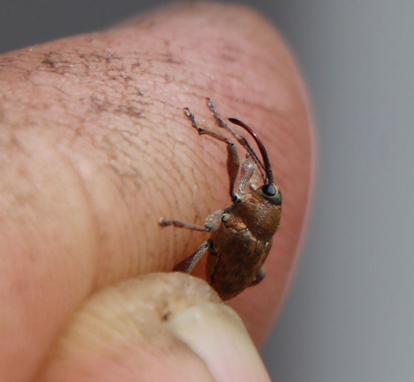 Curculio glandium Marsham, 1802