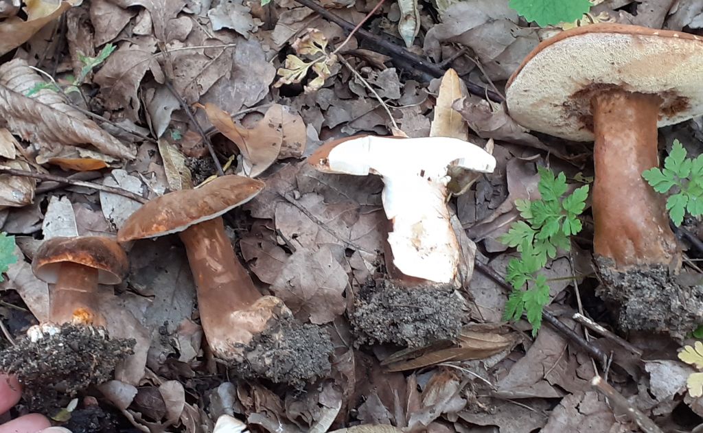 Gyroporus castaneus (Bull.) Quél.