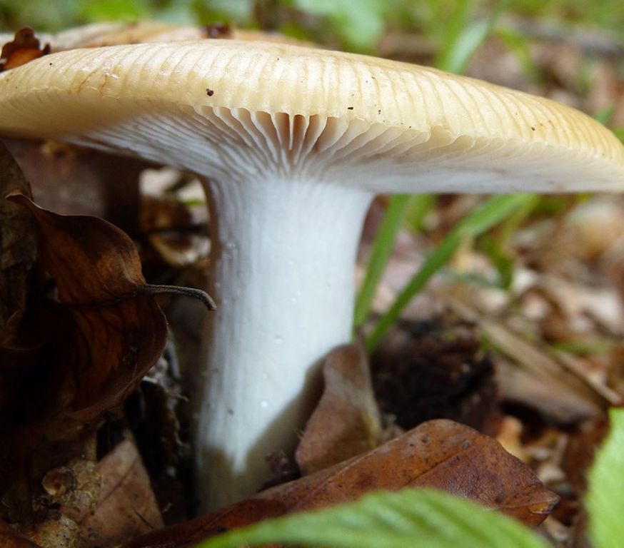 Russula