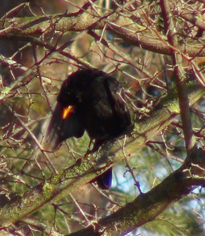 Turdus merula Linnaeus, 1758