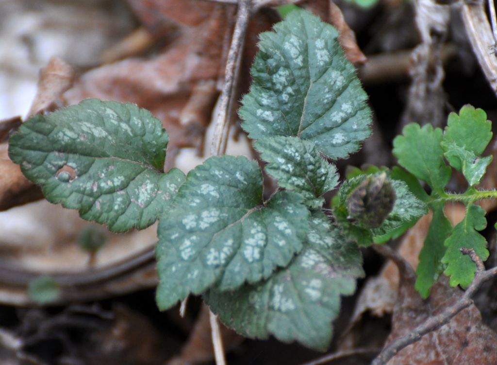Lamium galeobdolon (L.) L.