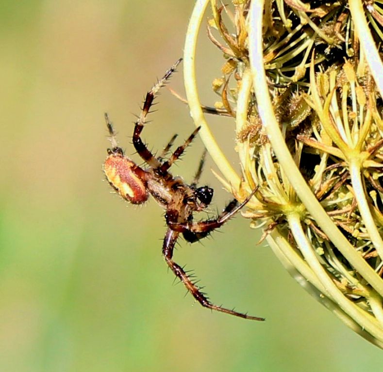 Araneus diadematus Clerck, 1757