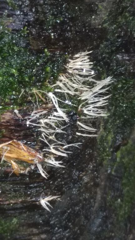 Pterula