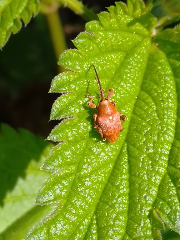 Curculio glandium Marsham, 1802