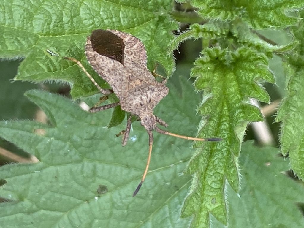 Coreus marginatus (Linnaeus, 1758)