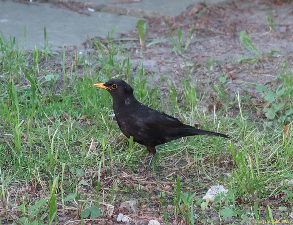Turdus merula Linnaeus, 1758