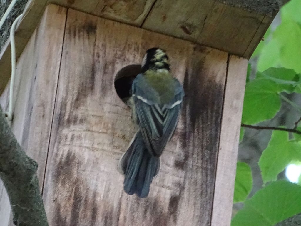 Parus major Linnaeus, 1758