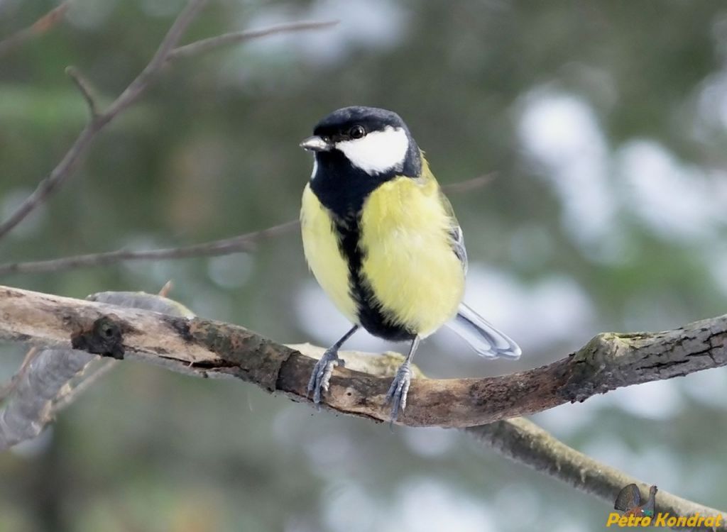 Parus major Linnaeus, 1758
