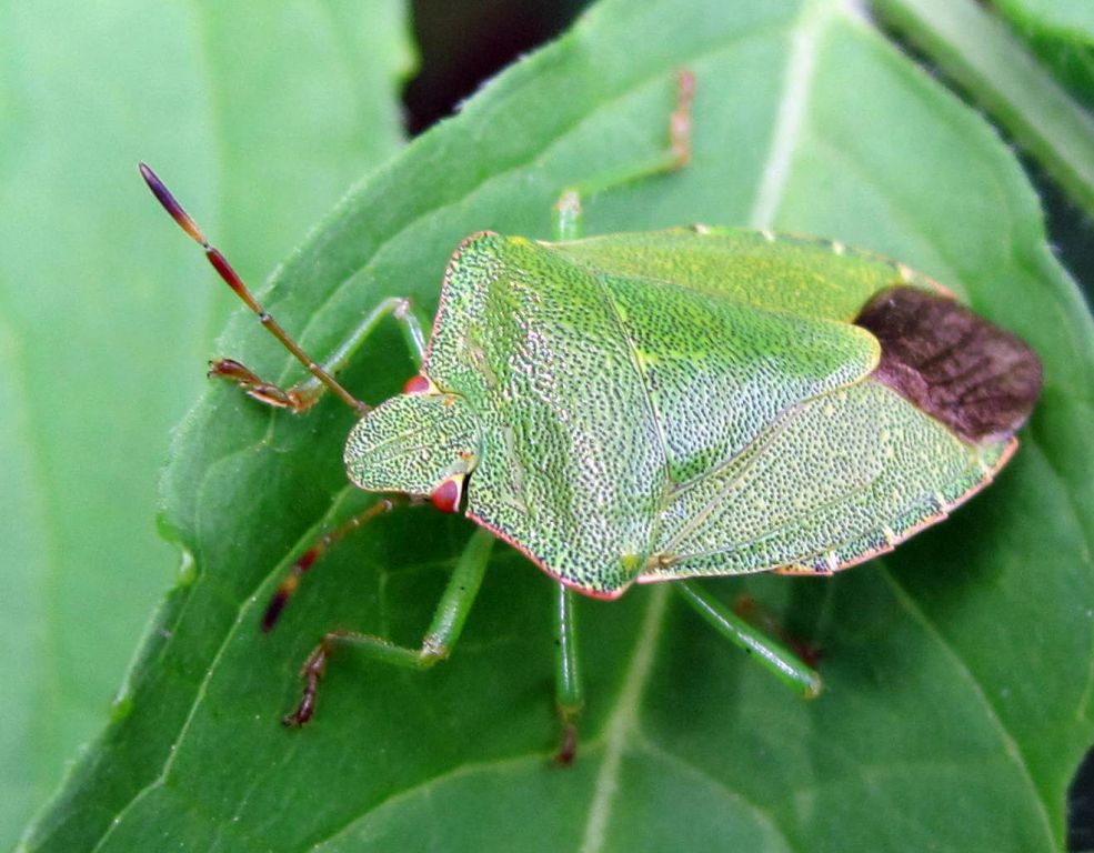 Palomena prasina (Linnaeus, 1761)