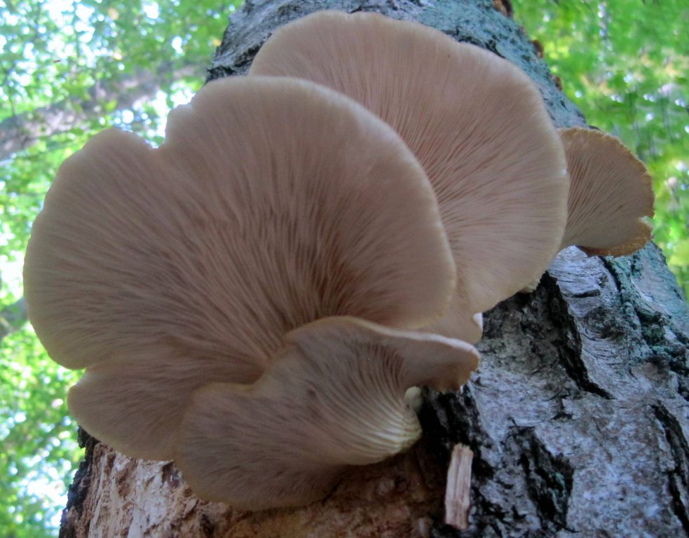 Pleurotus pulmonarius (Fr.) Quél.