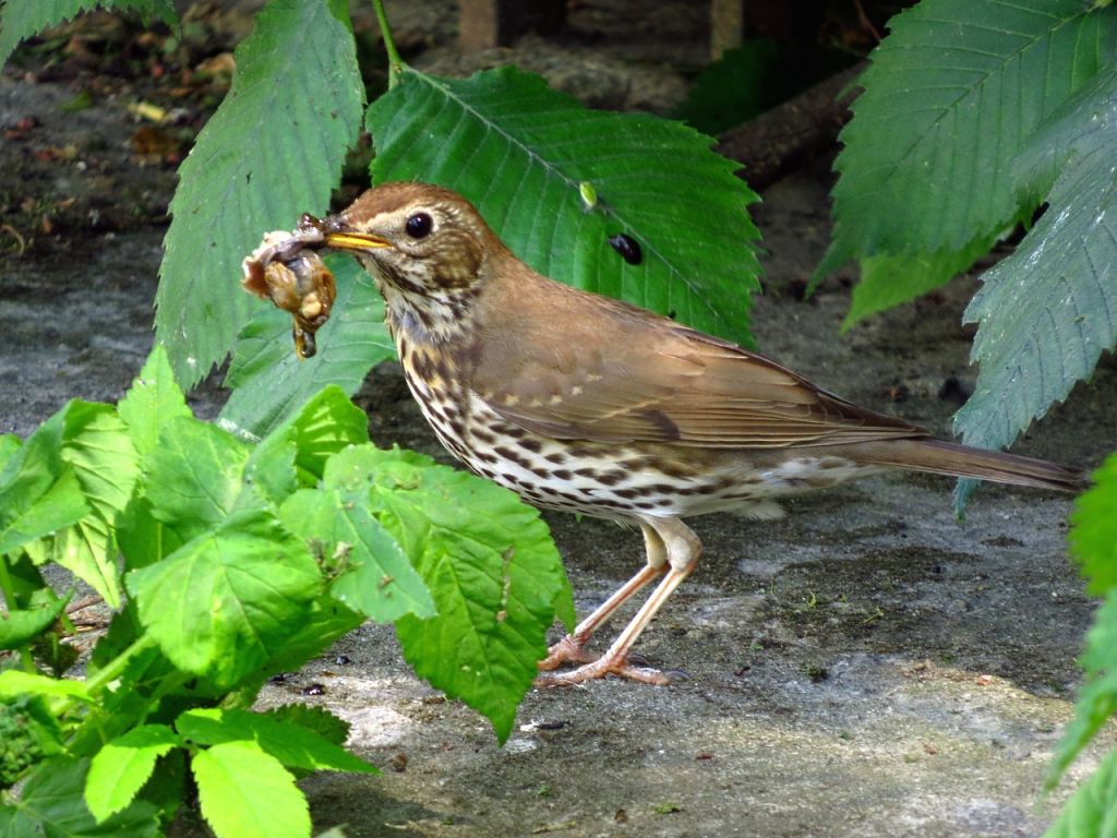 Turdus philomelos C.L.Brehm, 1831