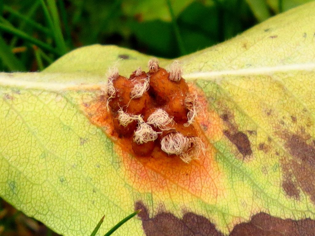 Gymnosporangium sabinae (Dicks.) G.Winter