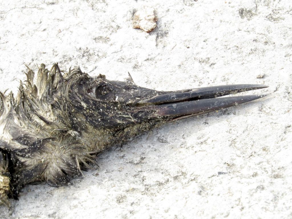 Podiceps cristatus (Linnaeus, 1758)