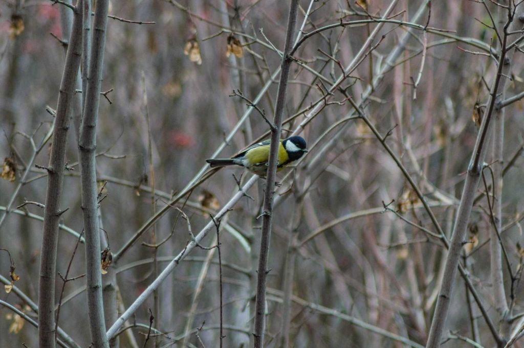 Parus major Linnaeus, 1758