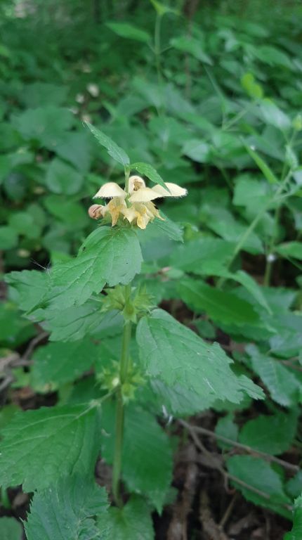 Lamium galeobdolon (L.) L.