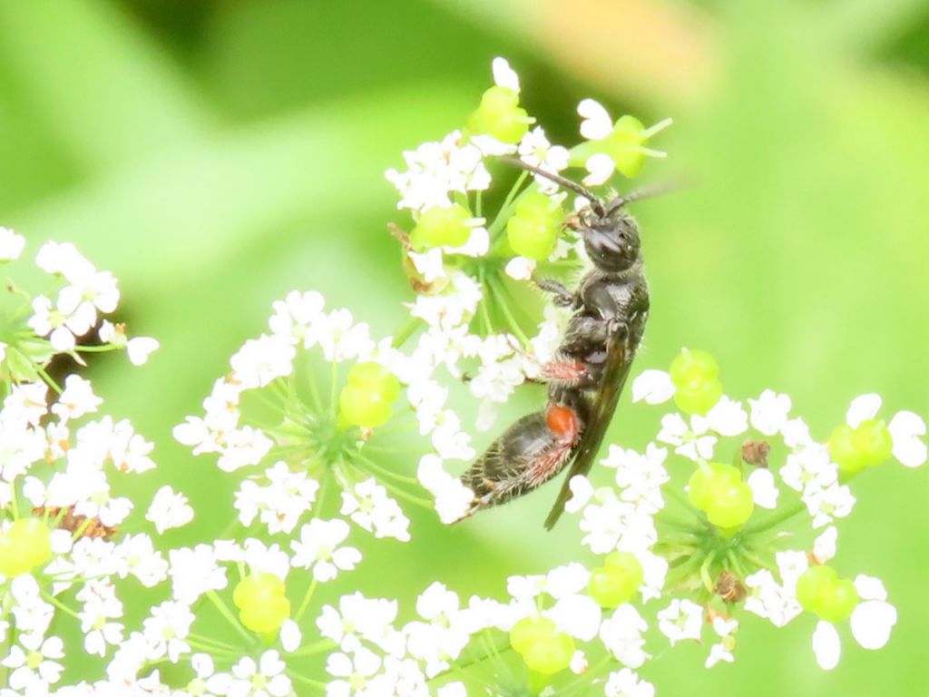 Aculeata
