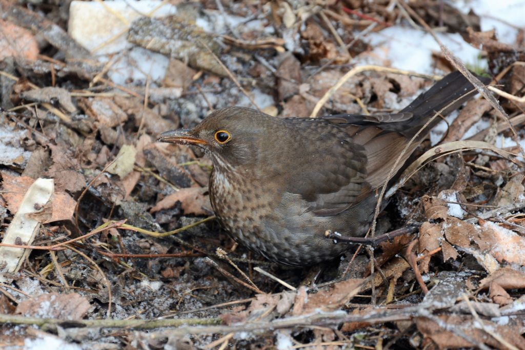 Turdus merula Linnaeus, 1758
