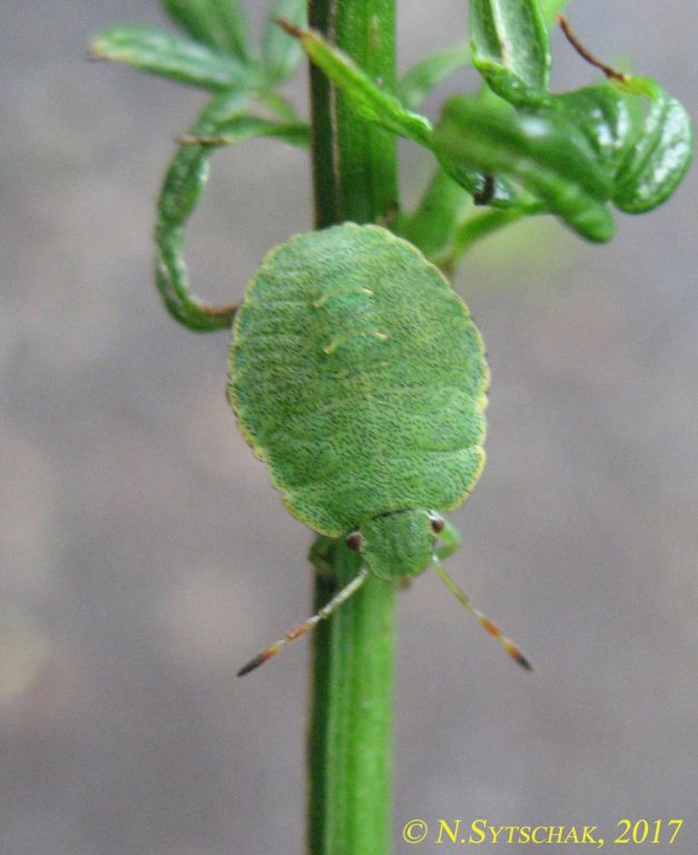 Palomena prasina (Linnaeus, 1761)