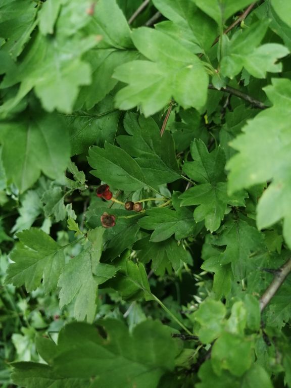 Crataegus monogyna Jacq.