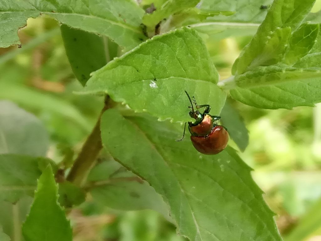 Chrysolina polita (Linnaeus, 1758)