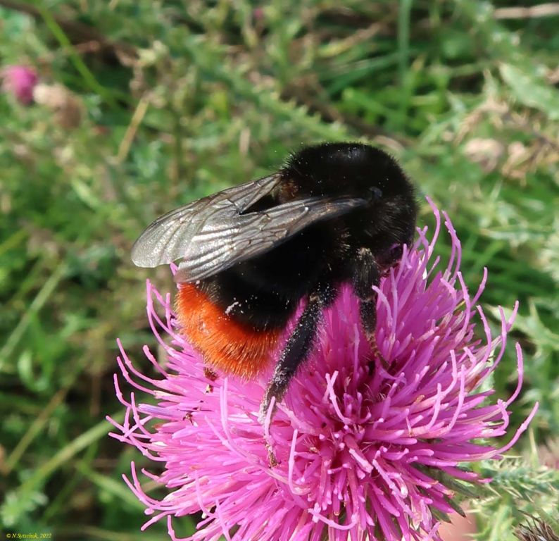 Bombus lapidarius (Linnaeus, 1758)