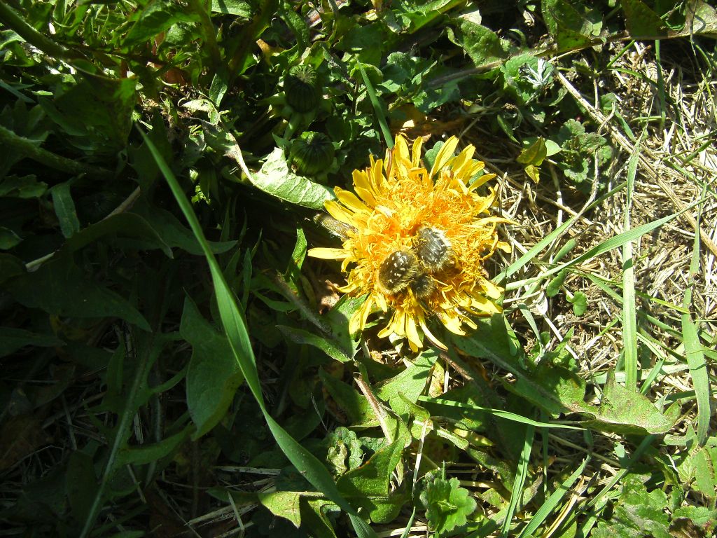 Tropinota (Epicometis) hirta (Poda, 1761)