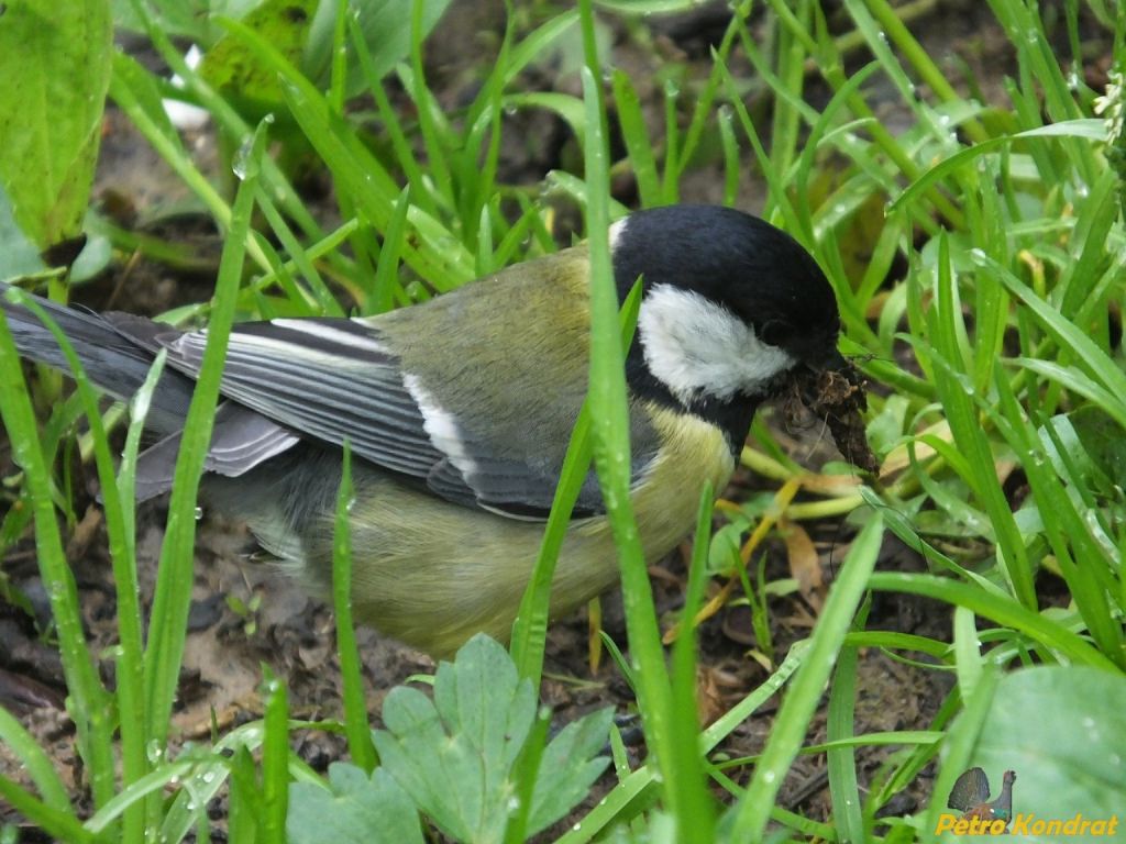 Parus major Linnaeus, 1758