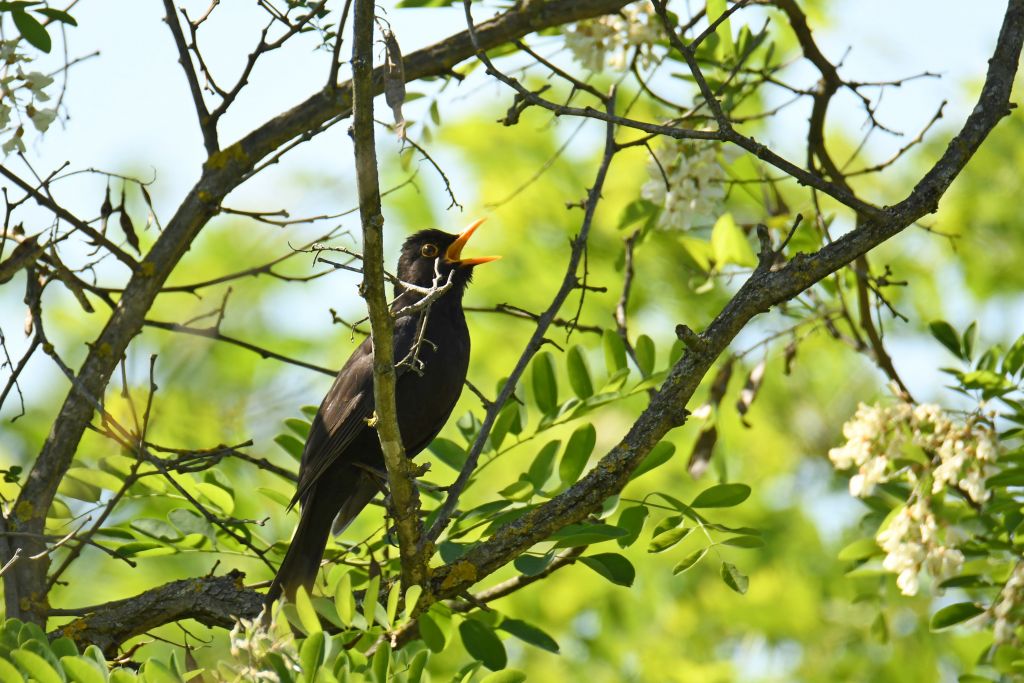 Turdus merula Linnaeus, 1758