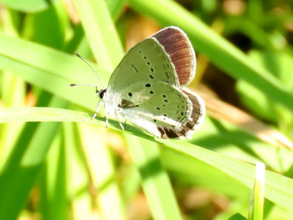 Cupido (Everes) decolorata (Staudinger, 1886)